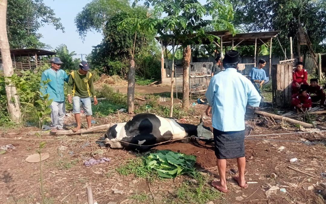 Konsisten Tebar Kebaikan, Ponpes Assholach Kembali Gelar Penyembelihan dan Pembagian Daging Kurban